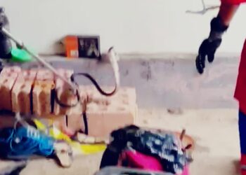Ular Kobra Bersembunyi Ditumpukan Barang Rumah Warga, Damkar Kendari Turun Tangan