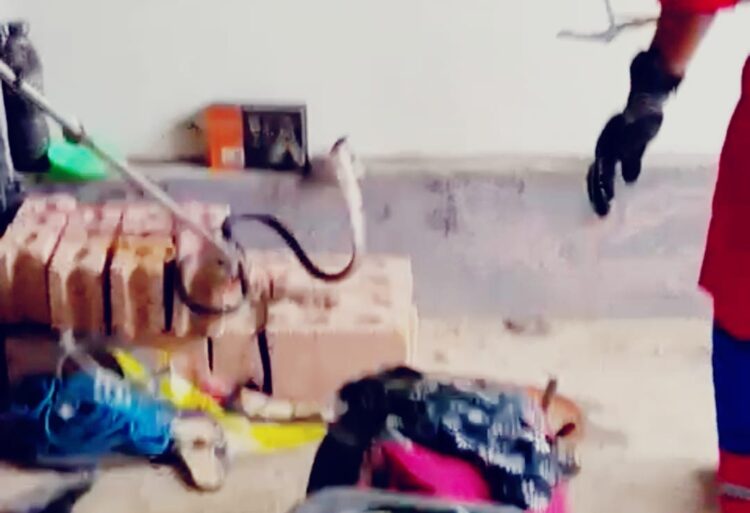 Ular Kobra Bersembunyi Ditumpukan Barang Rumah Warga, Damkar Kendari Turun Tangan